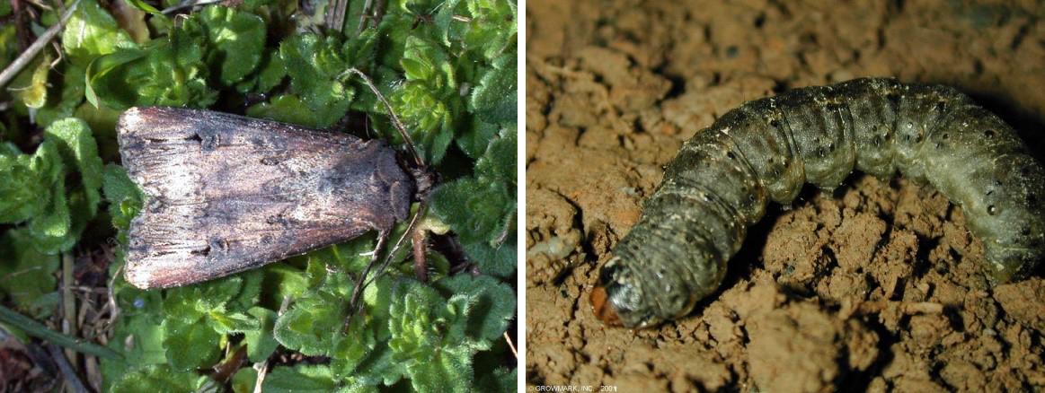 black cutworms black cutworm